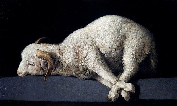 Sacrificial lamb lying on its side with feet tied