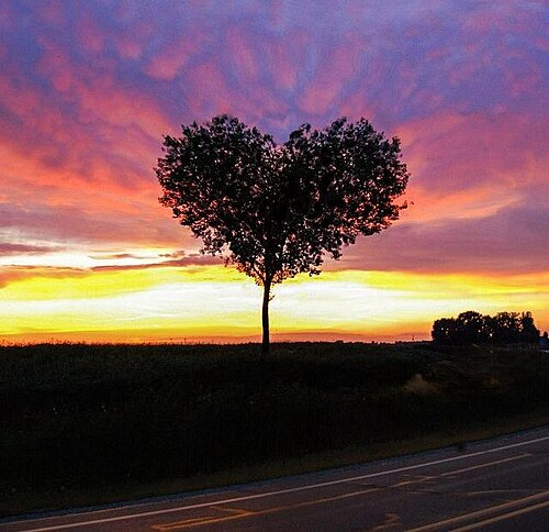 tree with branches trimmed in shape of heart and setting sun in background